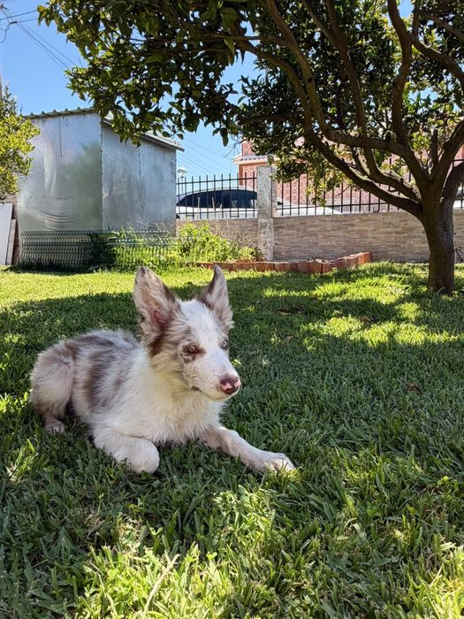 Menino border collie olho azul choco  merle