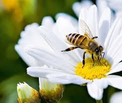 Miód rzepakowy i wielokwiat sezon 2025