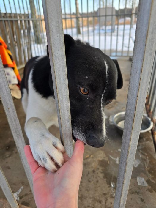 Maluchy zamarzają! Uratuj je z lodowatego betonu. Domy tymczasowe!