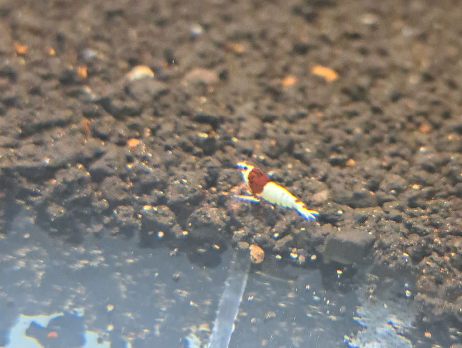 Акваріумна креветка - власного розведення!