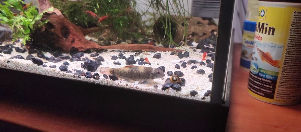 Garra flawatea 3 sztuki