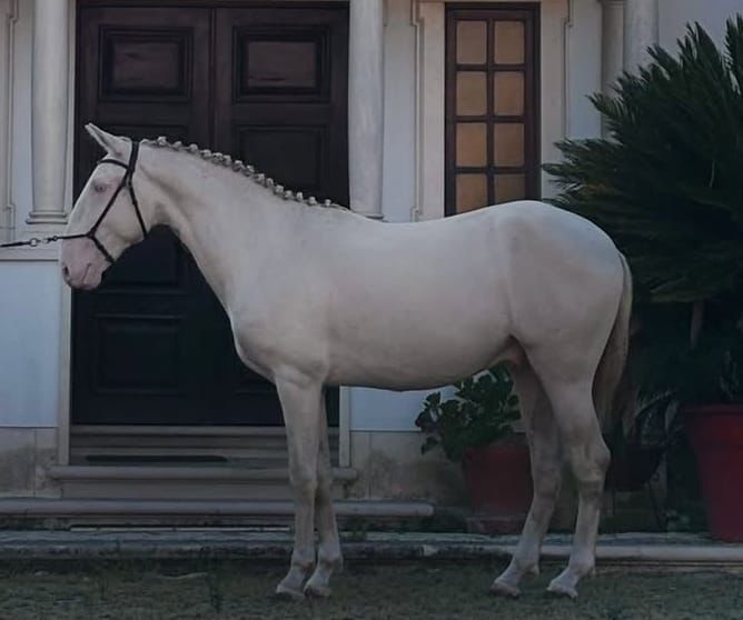 Poldro lusitano puro