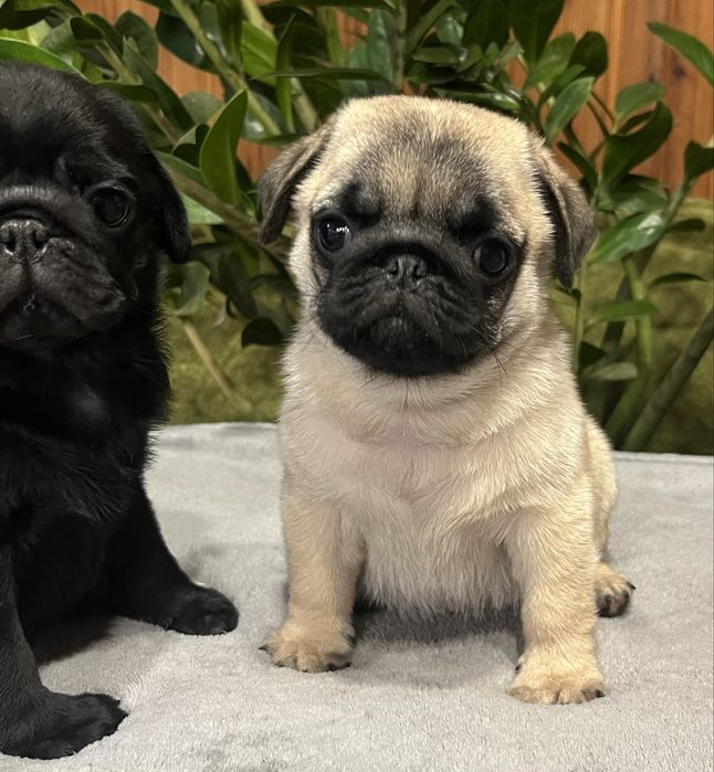 Мопсенята.Чорні та бежеві.