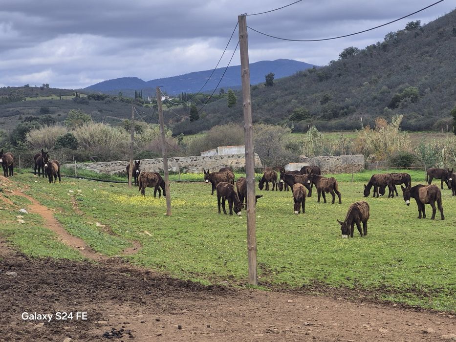 Burros Mirandeses Puros