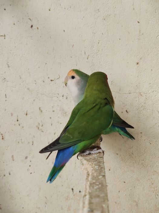 Vendo casal de agapórnis