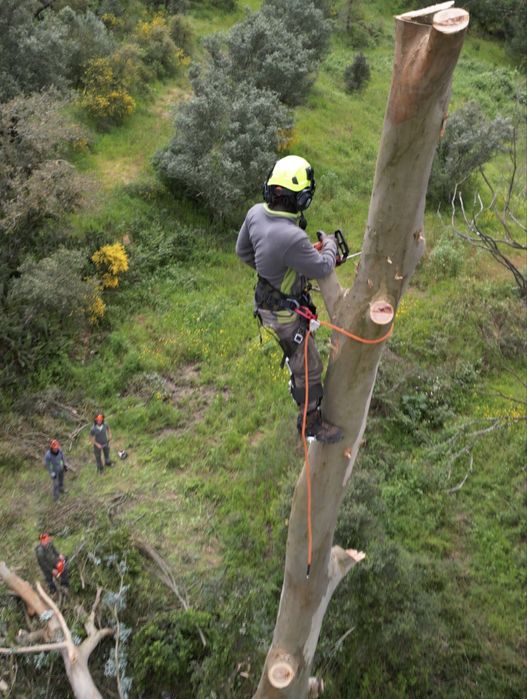 Abate / corte de arvores inclusive em risco