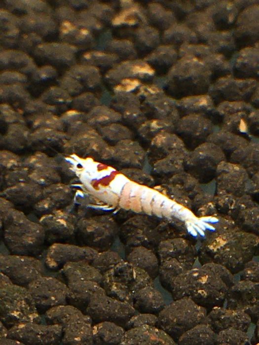 Krewetki caridina crystal red PRL