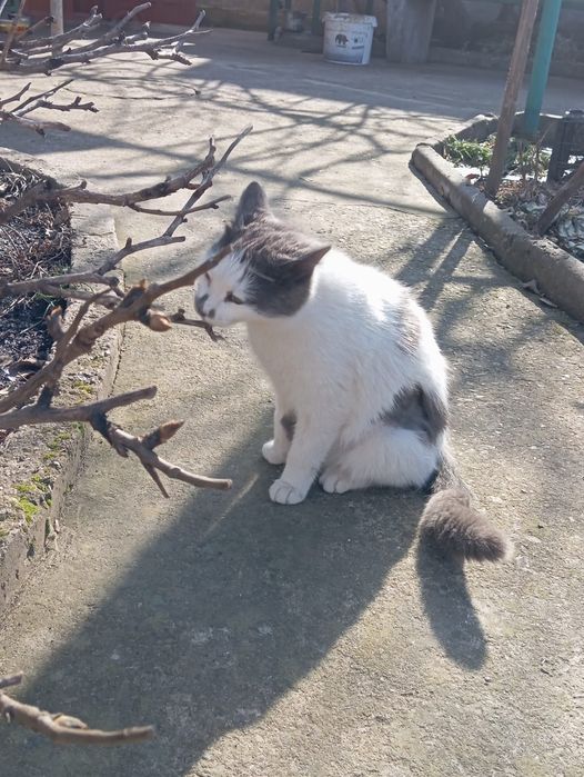 Отдам котёнка в добрые руки