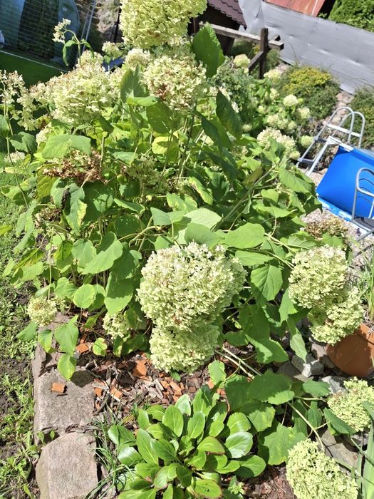 Hortensja annabelle
