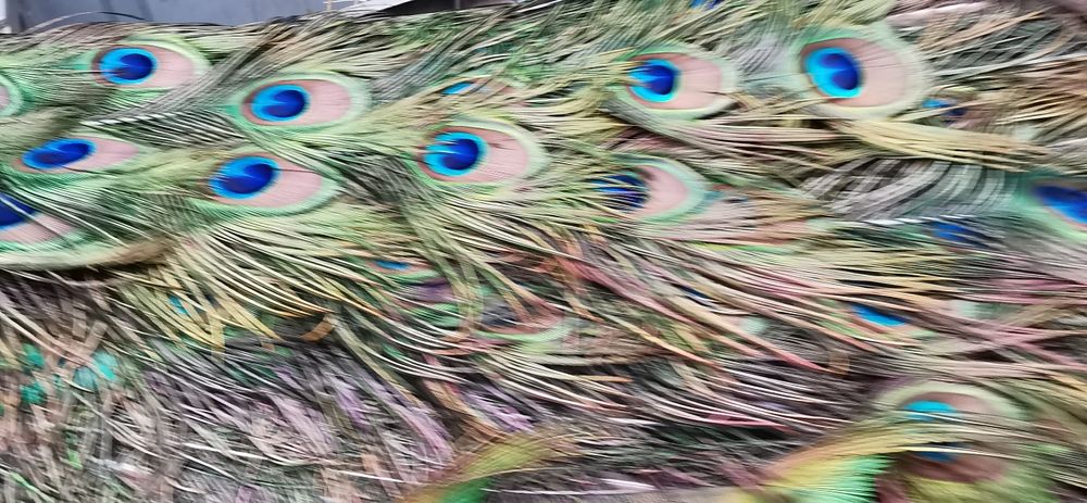 Penas de Pavão azul