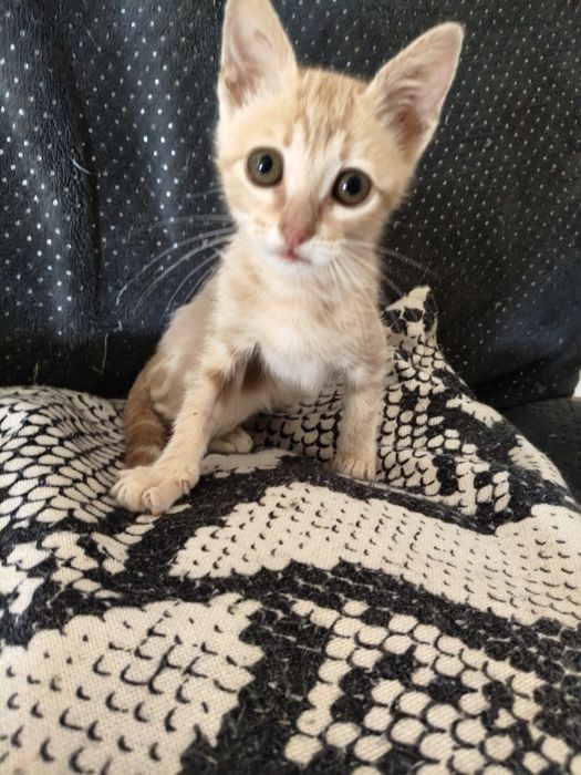 Gatinha para adoção