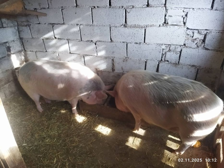 Продаю домашніх свиней