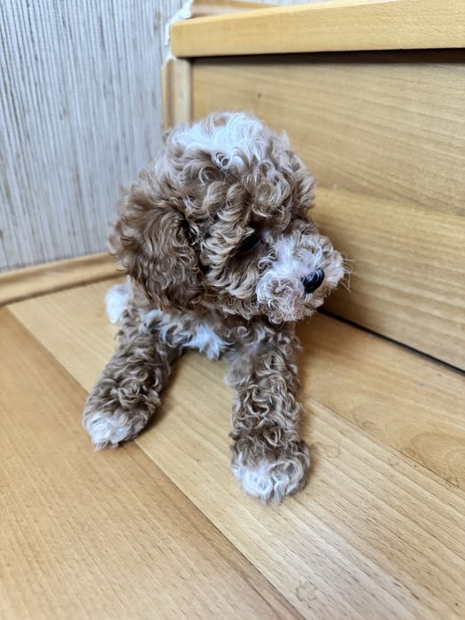 Красуня мальтіпу