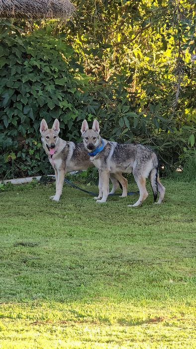 Cão lobo Checoslováco com LOP