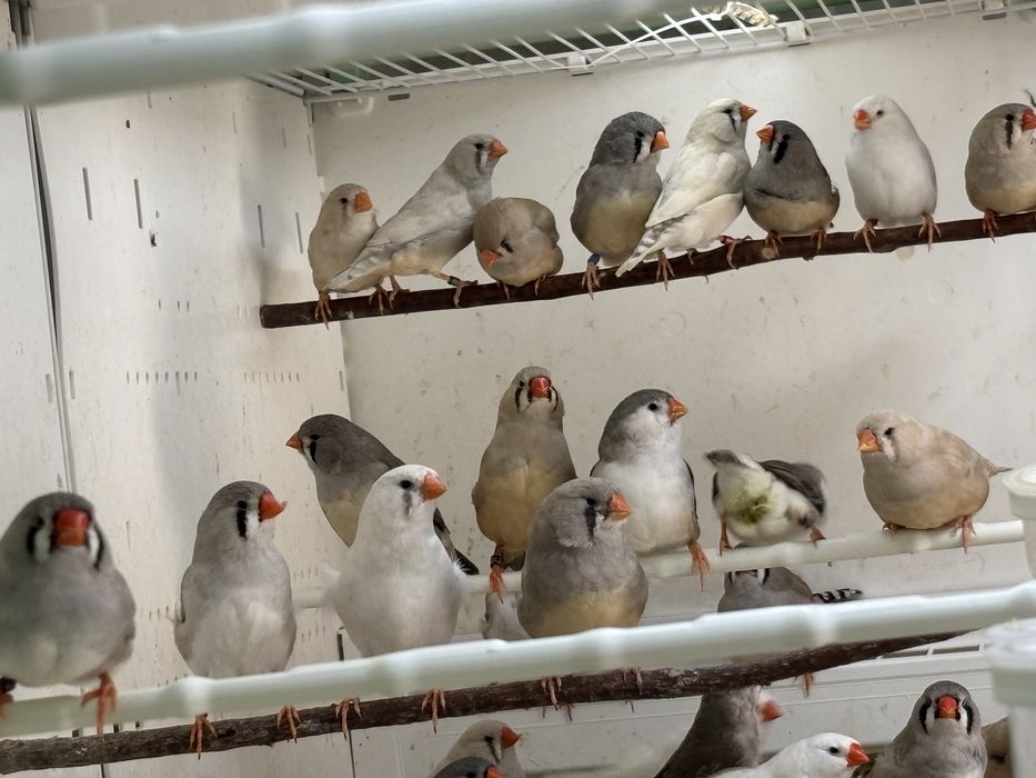 Dimante mandarim de Exposição