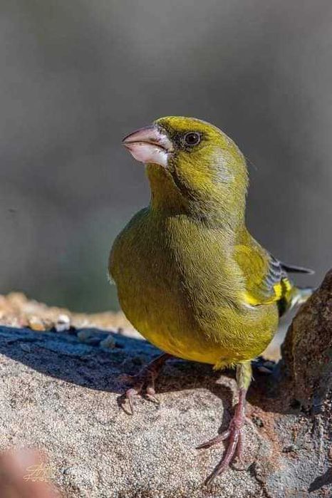Aves anilhadas  2025/2026 (outras aves)