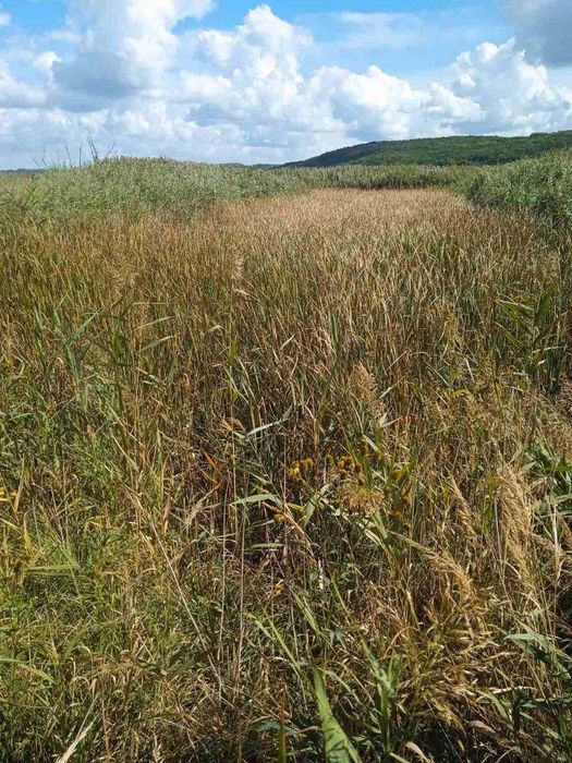 Продаж земельної ділянки неподалік від Івано-Франківська_N