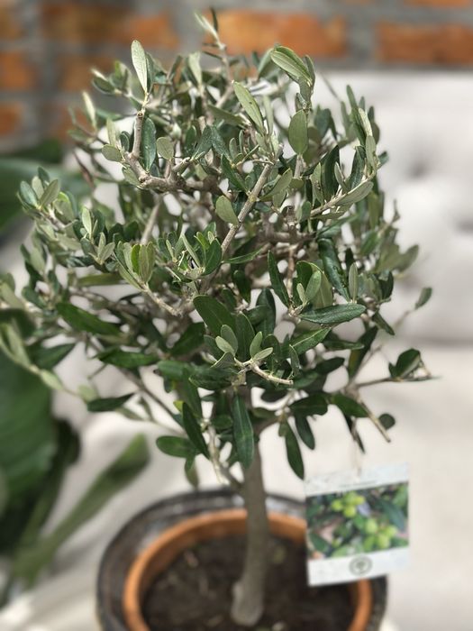 Олива, каламондин цитрус мандарин