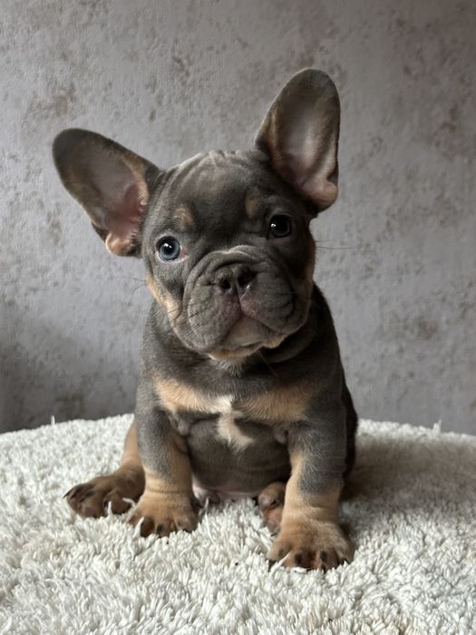 Щенки французского бульдога настоящий эксклюзив