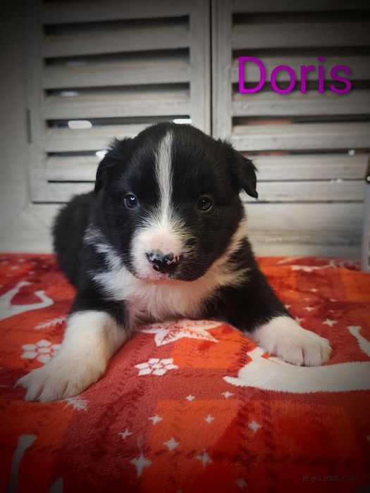 Border collie śliczna suczka przebadani rodzice