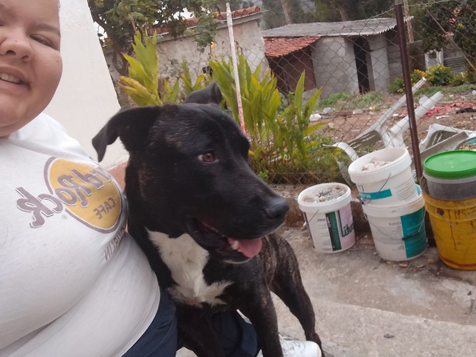 Zeus para adoção responsável