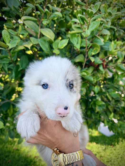 Menino border collie olho azul blue merle