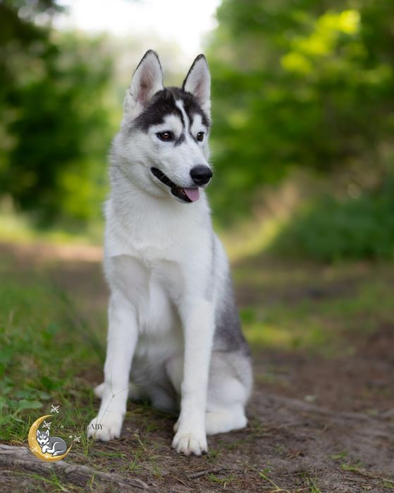 Szczenię Siberian Husky z rodowodem ZKwP/FCIP
