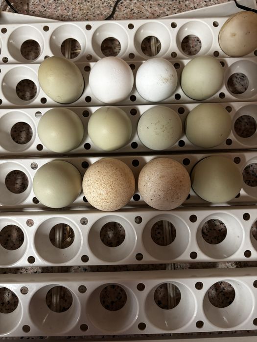 Ovos leghorne e araucana e dois de peru