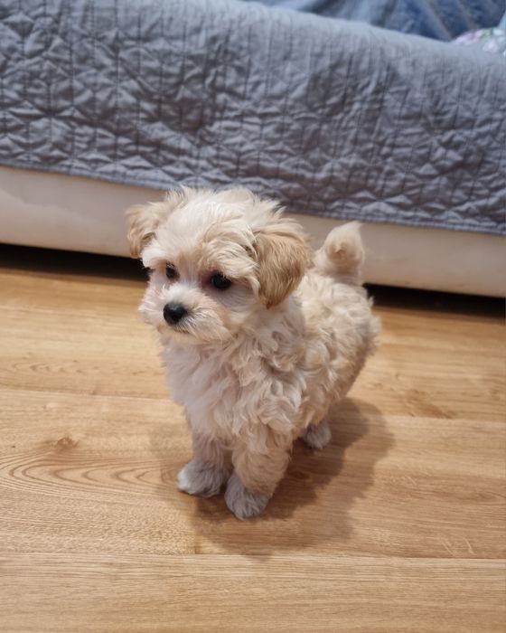 Maltipoo  piesek