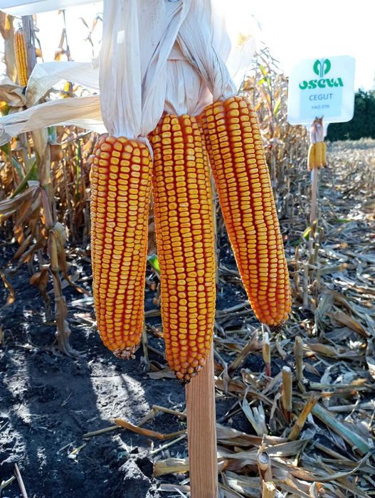 Nasiona kukurydzy CEGUT C1 ziarno kiszonka 250/260 (80 tys.)