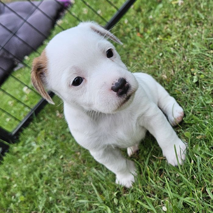 Jack Russell Terrier