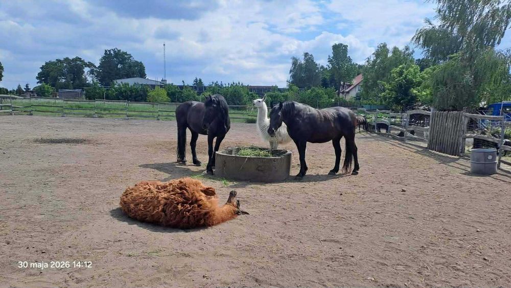 samczyk krzyżówka lamy i lpaki