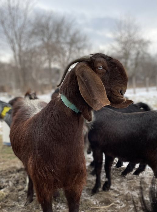 В продажі кози й козлики Дамаська Шамі Дамасская Шами
