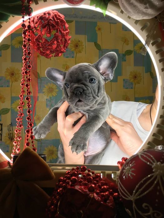 Щенки французского бульдога