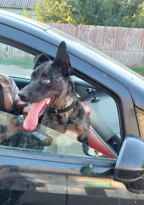 Віддам в добрі руки собаку