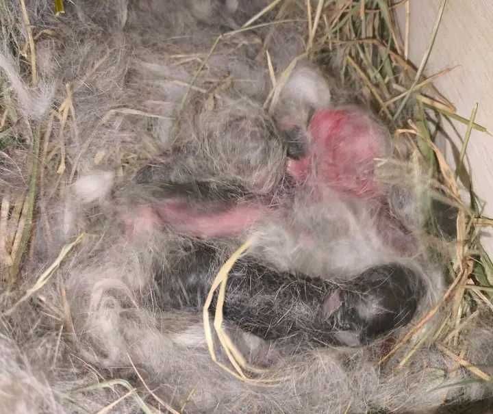 Coelhos anões bebes