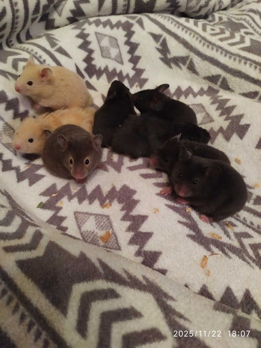 Хомяки , джунгарские хомяки