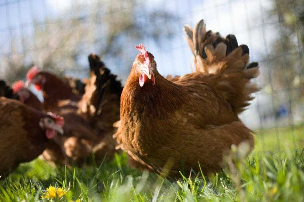 Kury nioski Rosa ogólnoużytkowa dowóz gratis