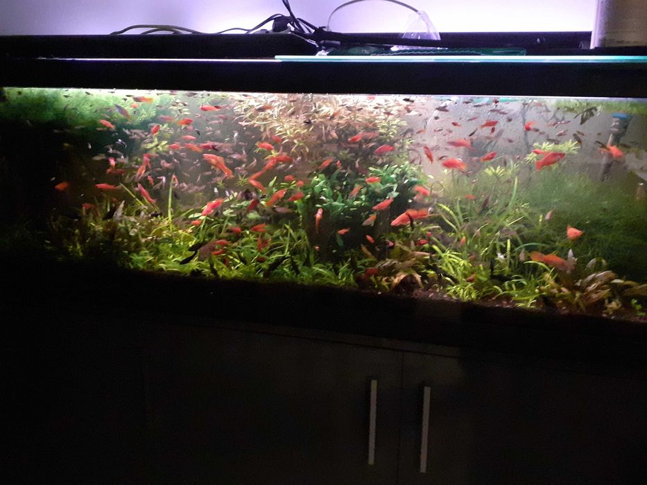 Promoção pack peixes tropicais (Espadas (4) e Guppys endlers(12))