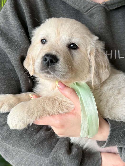 Golden retriever -piesek
