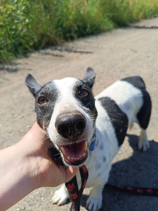 Mały i młody pies szuka domu. Adoptuj Tolka