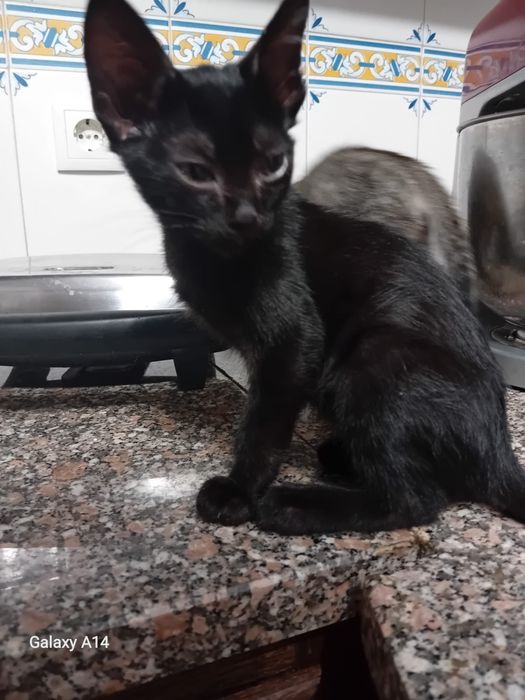 Adoção de gatos