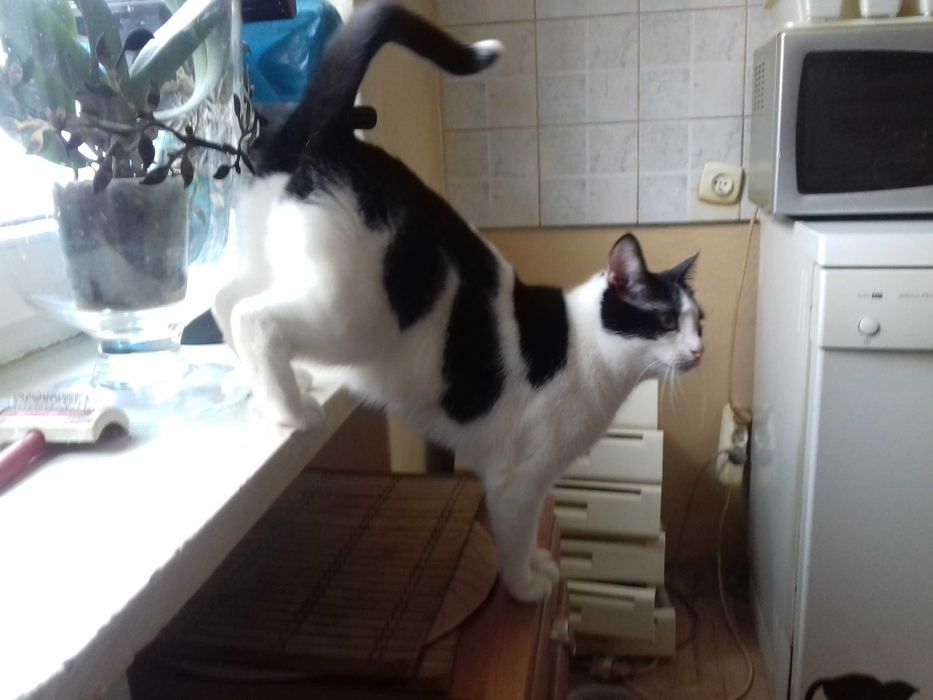 Rodzeństwo do adopcji