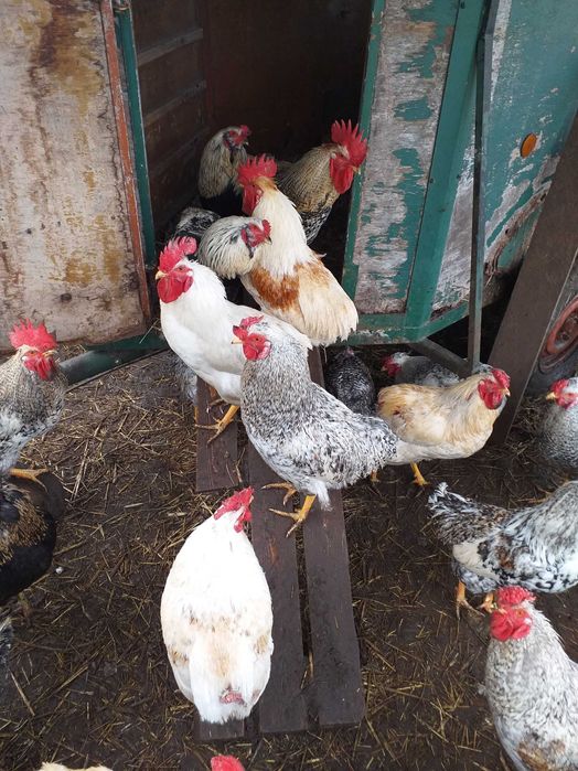 Kogut koguty Green Shell Marans młode