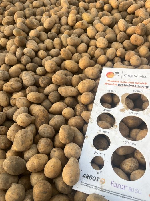 ziemniaki wielkosc sadzeniaka
