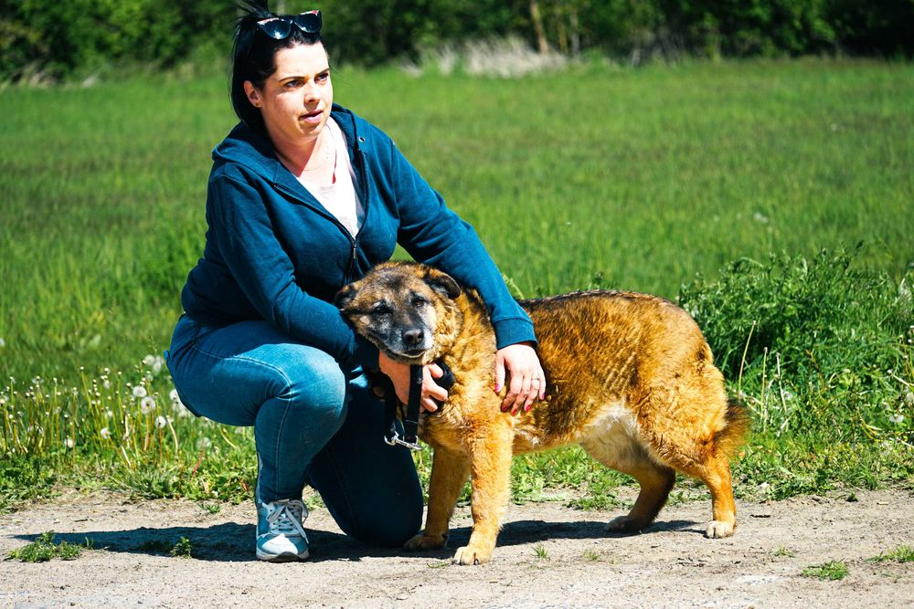 DIMI - średniej wielkosci psiak szuka domu