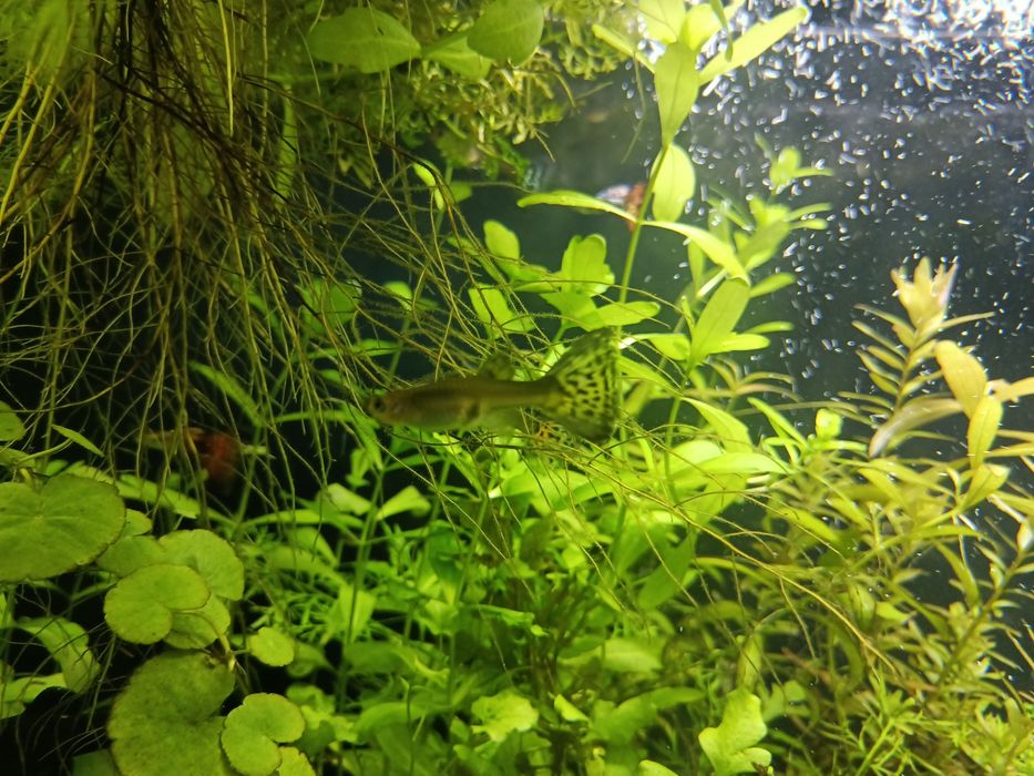 Narybek gupika pawie oczko