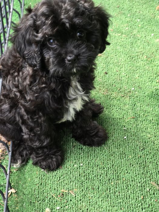 Maltipoo piesek czarny