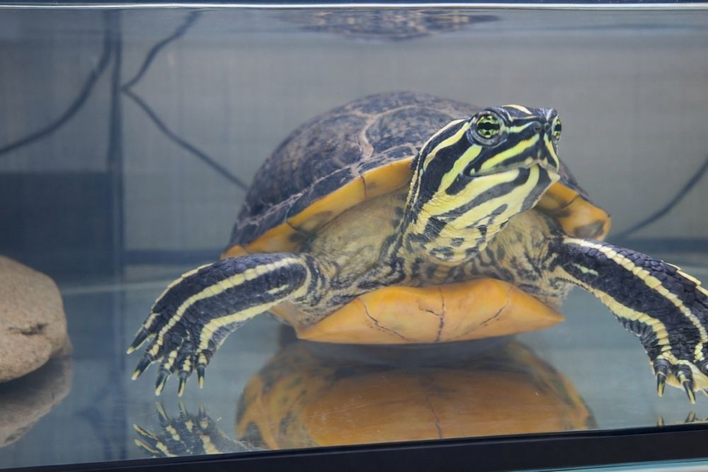 Żółw  wodno ladowy