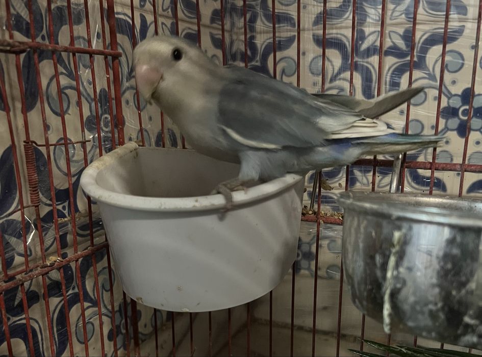 Casal roseicollis sexado “ULTIMO CASAL DISPONIVEL”